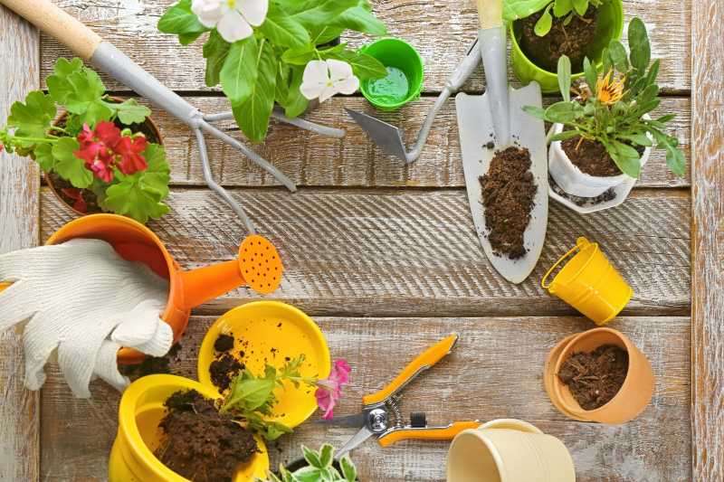 Plantas e ferramentas de jardinagem em tábua de madeira