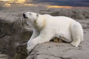 polar bear bear rock wait climate - jigsaw puzzle