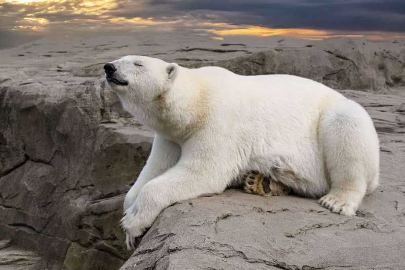 polar bear bear rock wait climate - jigsaw puzzle