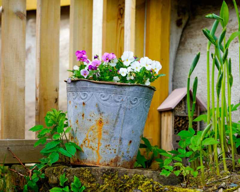 Topfblumen in einem Vintage-Eimer
