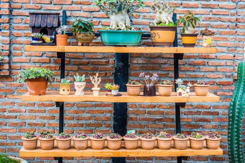 Potted plants on wall