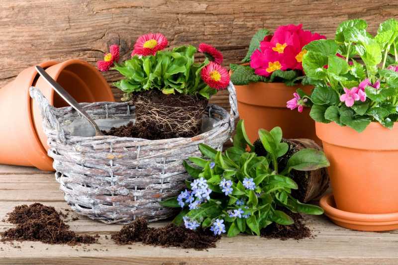 Blumen im Frühling eintopfen