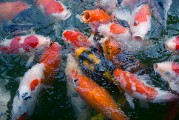 close up photo of gasp of koi fish - jigsaw puzzle