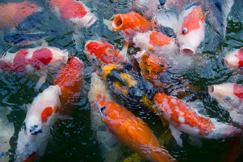 close up photo of gasp of koi fish - jigsaw puzzle