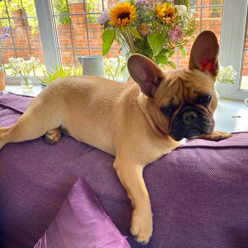 Mops liegt auf lila Sofa