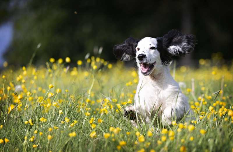 puppy dog animal cute pet - jigsaw puzzle