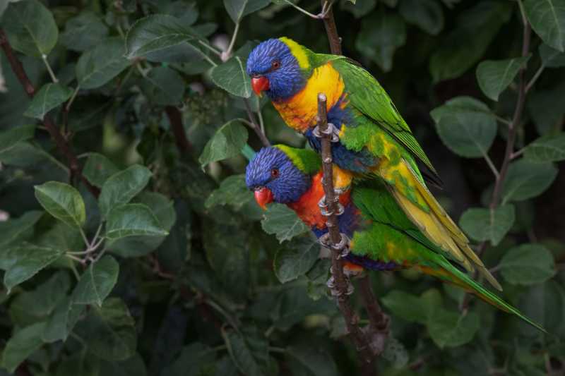 rainbow lorikeet parrot bird - jigsaw puzzle