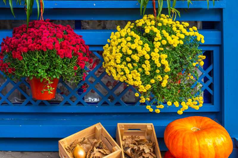 Red and yellow chrysanthemums on a blue fence