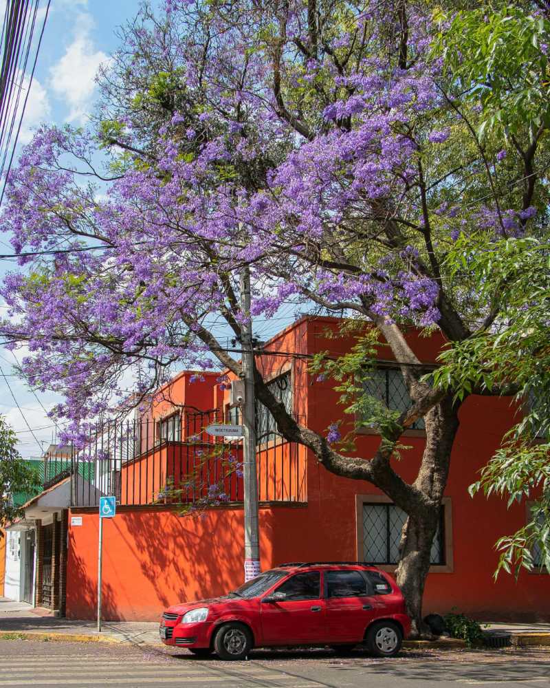 Red Car Parked Under a Blooming Jacaranda Tree