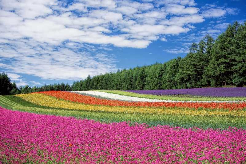 Rot-gelbes und orangefarbenes Blumenfeld