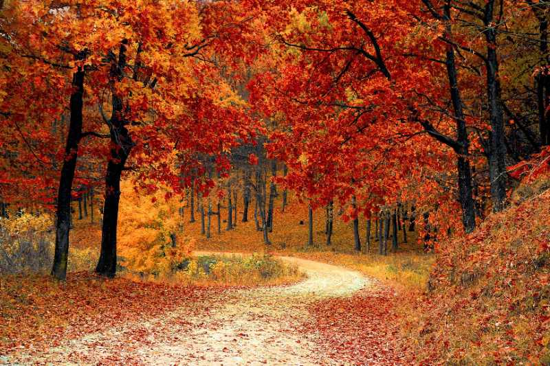 autumn forest road trail trees - jigsaw puzzle