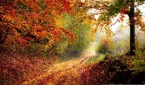 autumn road forest - jigsaw puzzle