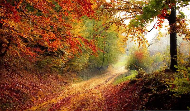 autumn road forest - jigsaw puzzle