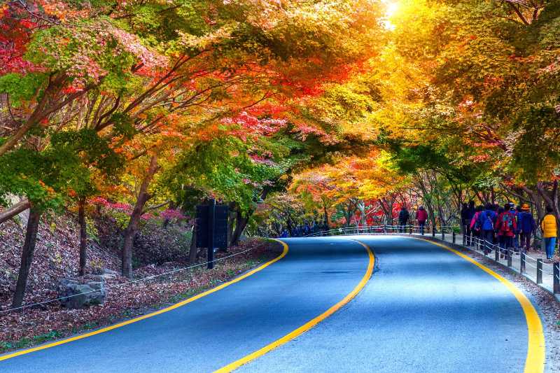 Route au milieu des arbres en automne