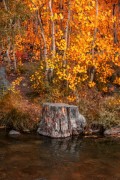 a tree stump sitting in the middle of a river - jigsaw puzzle