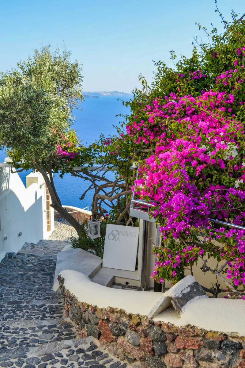 Chemin de Santorin avec des fleurs de bougainvilliers violets