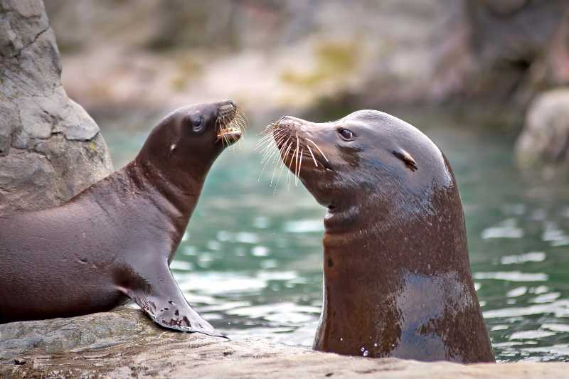Sea lion mother and cub interacting in the water