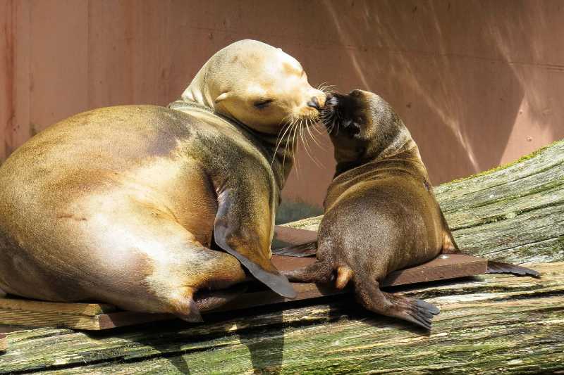 Sea Lion Mother and Pup Kiss Adorable Wildlife Interaction