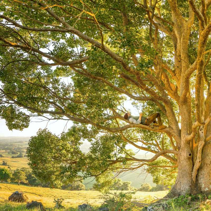 Retiro de naturaleza serena Hombre descansando en lo alto de una gran rama de árbol