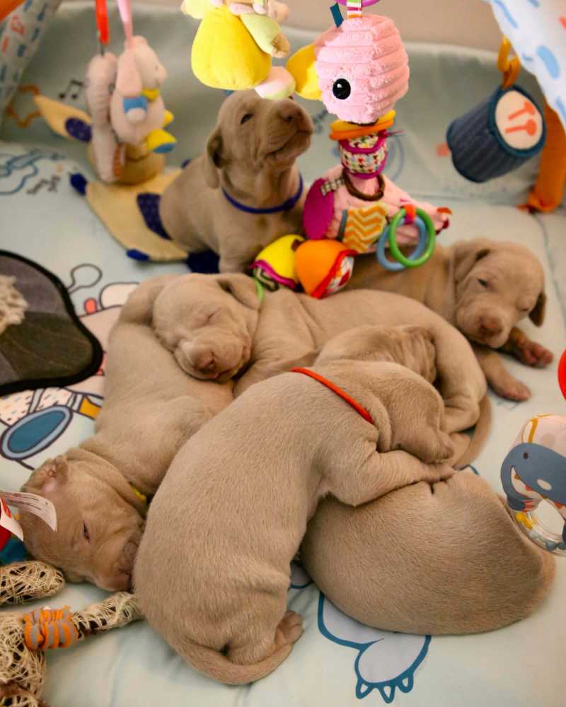 short coated gray puppies with baby toy - jigsaw puzzle