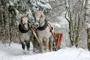 sleigh ride horses winter snow - jigsaw puzzle