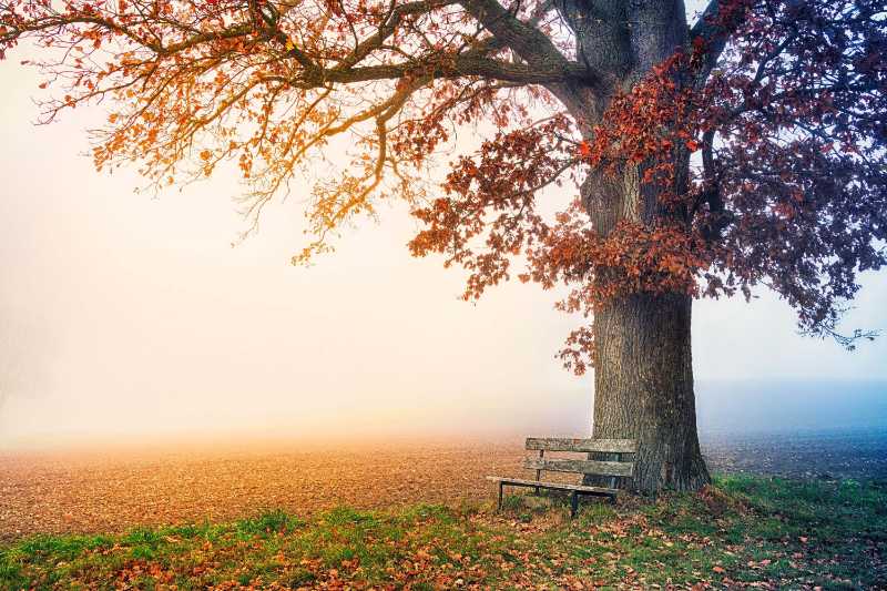 Solitary Autumn Tree with a Bench in a Foggy Field