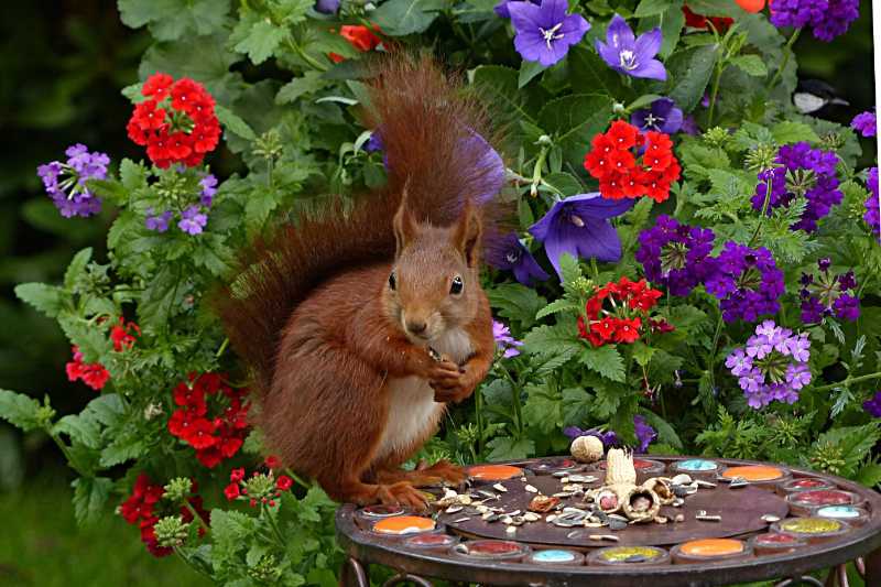 squirrel sciurus major vulgaris - jigsaw puzzle