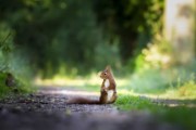 squirrel rodent animal mammal - jigsaw puzzle