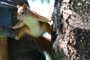 squirrel rodent climbing - jigsaw puzzle