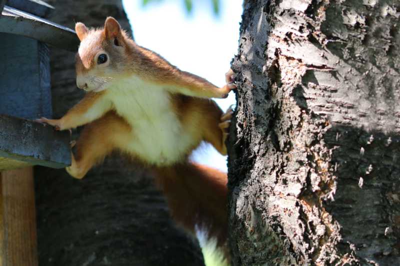 squirrel rodent climbing - jigsaw puzzle