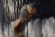 squirrel rodent mammal wildlife - jigsaw puzzle