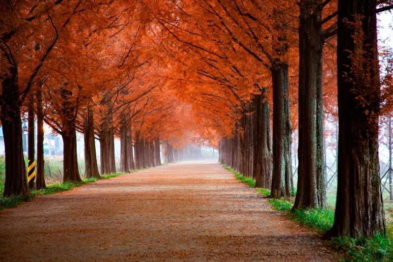 Estrada deslumbrante de Metasequoia arborizada em cores de outono