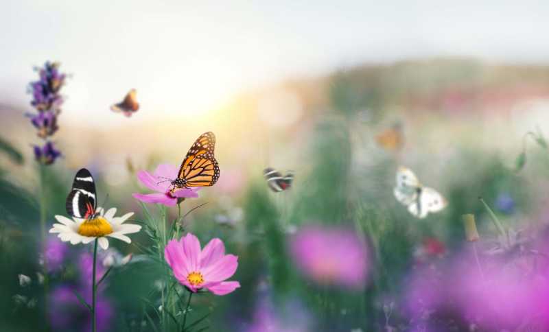 summer meadow full of colourful flowers and flying butterflies - jigsaw puzzle