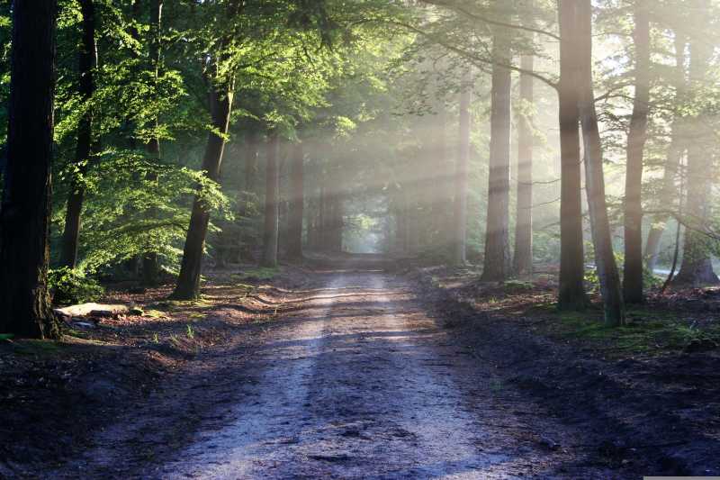 Luz do sol através das árvores em uma trilha de terra na floresta