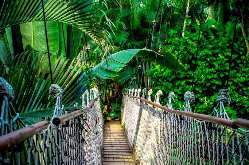 suspension bridge rainforest amazon - jigsaw puzzle