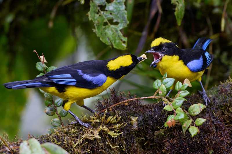 Tender Moment in Nature Tanager Parent Feeds Hungry Fledgling
