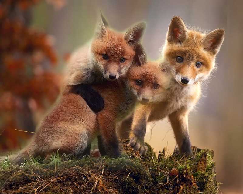 Three Adorable Red Fox Kits Cuddling on a Log