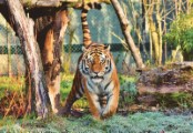 tiger siberian tiger big cat - jigsaw puzzle