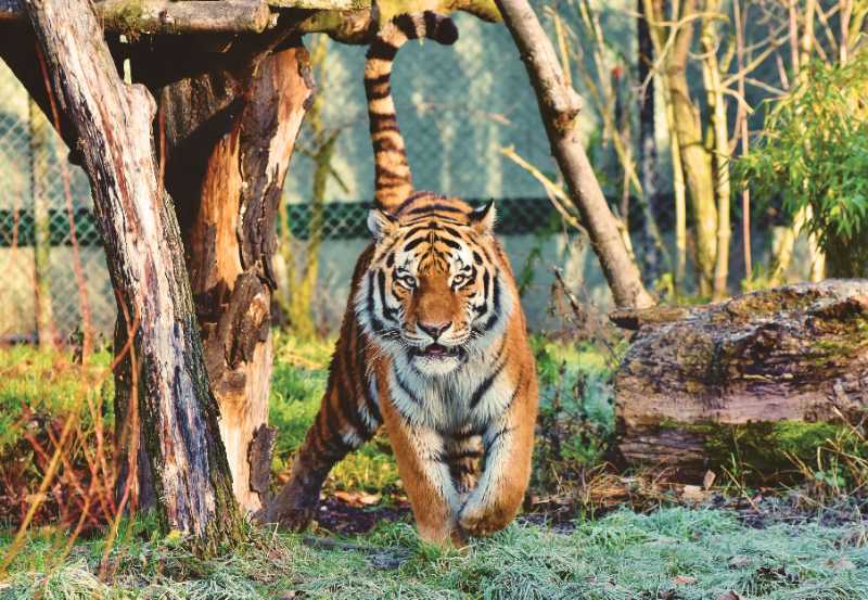 tiger siberian tiger big cat - jigsaw puzzle