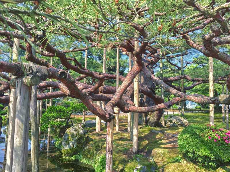 Traditional Japanese Garden Scenery with Old Pine Tree