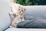 cute tabby kitten on a sofa - jigsaw puzzle