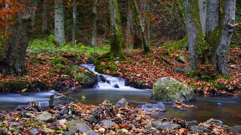 Tranquil forest scene with a flowing stream surrounded by autumn leaves and moss
