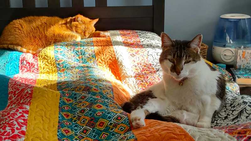 two cats laying on top of a bed - jigsaw puzzle