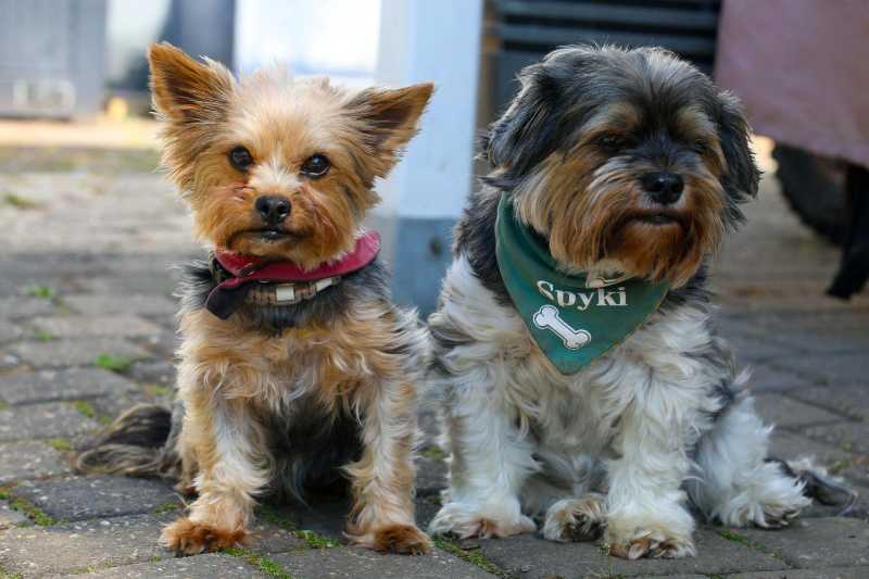 Dos lindos perros sentados en una calle adoquinada