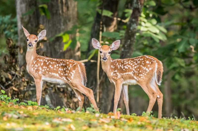 Dos hermanos cervatillos de pie juntos con el bosque al fondo.