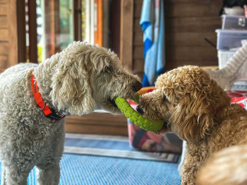 Zwei pelzige Hunde