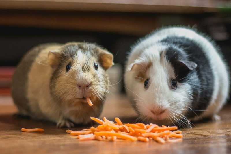 two guinea pigs eating carrot