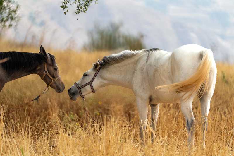 Two Horses Interaction in Golden Field