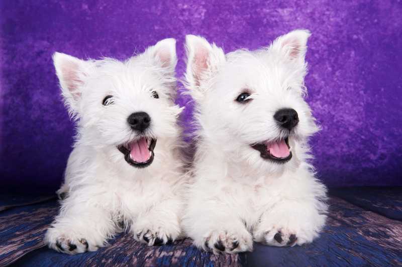 Two west highland white terrier dogs puppies with on purple background