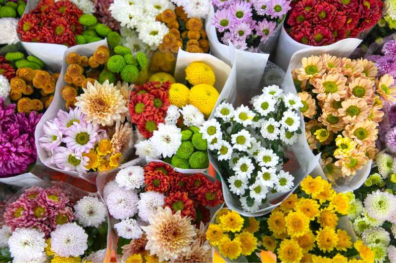 Variety of colorful chrysanthemums at a flower market